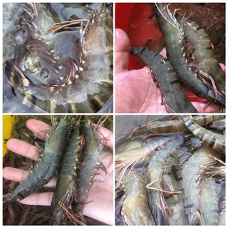 Tôm Sú Chất Lượng Tươi Ngon | Giao Siêu Tốc HCM