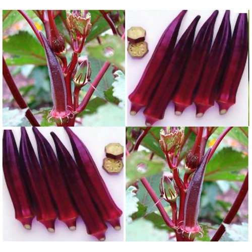Hạt giống Đậu Bắp Đỏ Cao Sản ( Gói 5gram ) - Knseeds4