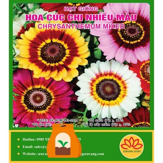 Hạt giống hoa cúc chi nhiều màu