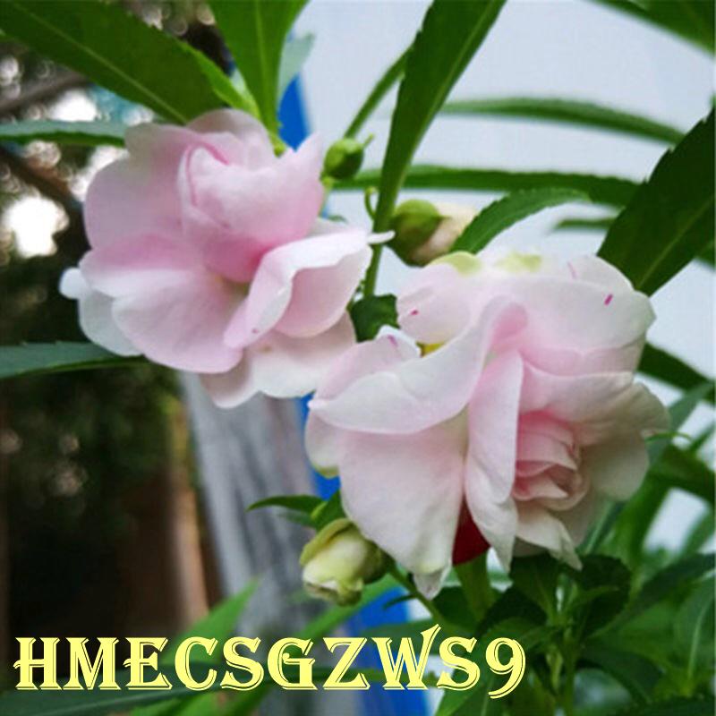 Hạt giống hoa bóng nước kép đầy màu sắc Tỷ lệ nảy mầm lên đến 99%  50h