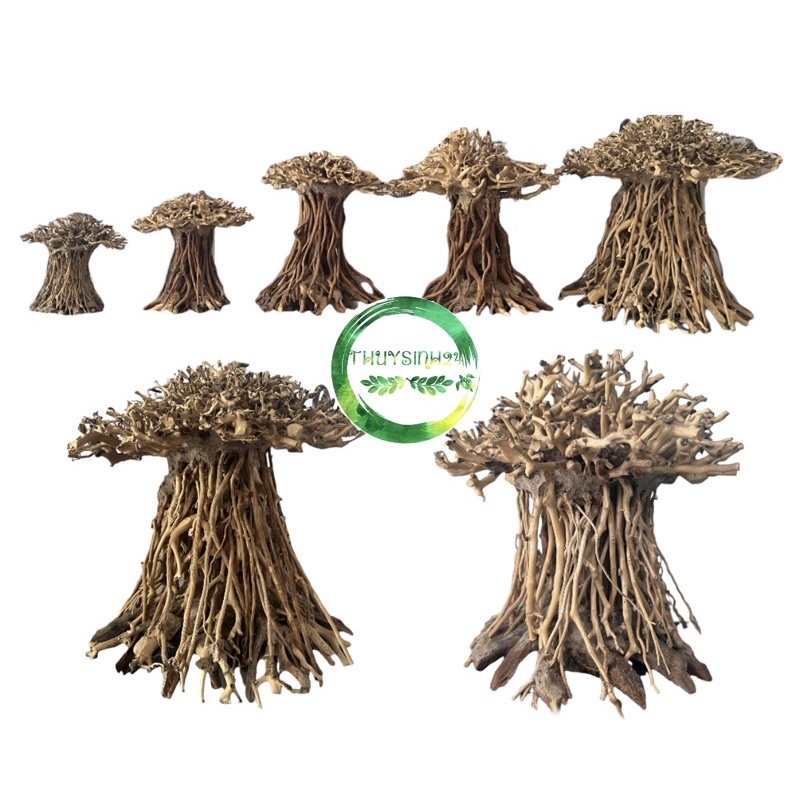 Lũa bonsai cổ thụ cho hồ thủy sinh | lũa bonsai cho hồ thủy sinh