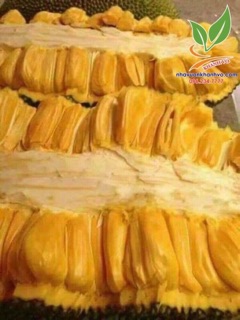 Cây giống mít trái dài malaysia