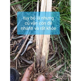 Cỏ Vetiver rễ trần