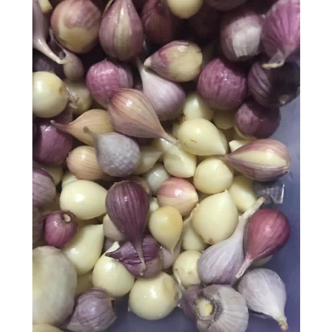 Tỏi đen 1 nhánh (củ nhọn không phải củ tròn TQ)