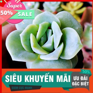 Sen hoa hồng hà lan