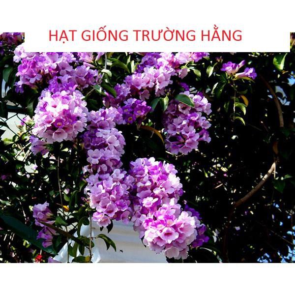 Hạt giống Dây ánh hồng hoa đẹp dễ trồng leo nhanh 5 hạt