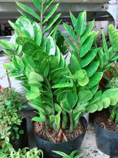 Kim tiền size lớn