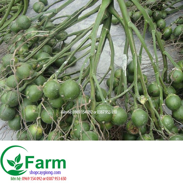 Cây cau tứ thời nhỏ