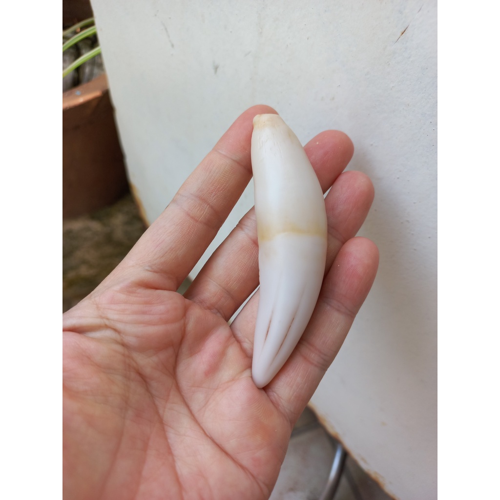 Mặt dây nanh cọp mỹ nghệ 8,5cm trắng ngà