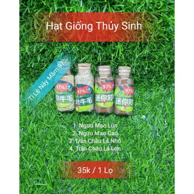 Lọ Hạt Giống Cây Thủy Sinh (Trân Châu Ngọc Trai , Ngưu Mao Chiên ) Guppy Xanh