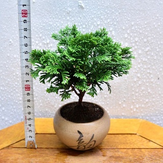 Cây trắc xoắn - cây bonsai để bàn