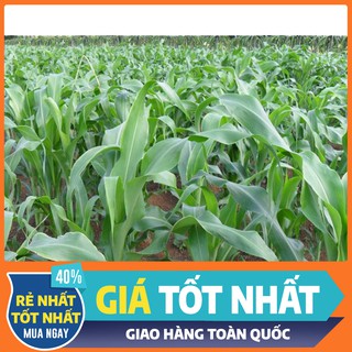 [GIÁ SIÊU RẺ] Cỏ ngọt lai dành cho chăn nuôi gia súc, gia cầm như bò,dê, cừu, cá lượng đạm cao thân và lá mềm - Gói 200g