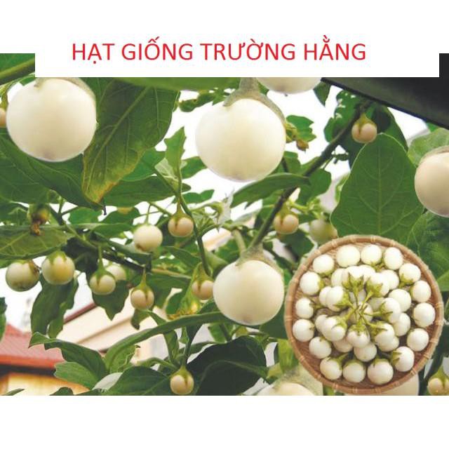 xGói 50 hạt Cà Pháo Trắng Bạch Tuyết Cao Sản F1 Trồng Quanh Năm