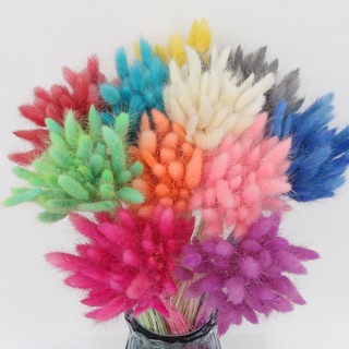 CỎ ĐUÔI THỎ NHIỀU MÀU SẮC