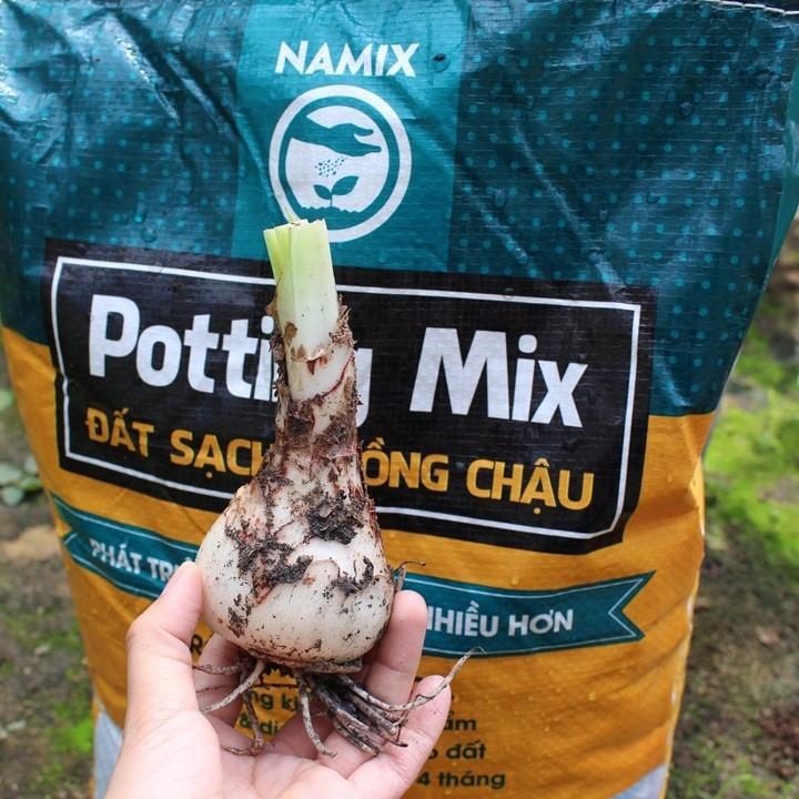 CỦ HOA HUỆ TÂY CÁNH KÉP-SIÊU TO (MUA 5 TẶNG 2, MUA 10 TẶNG 6)