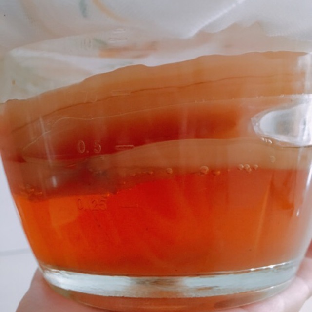 MUA 1 ĐƯỢC 2🎉Scoby v nước mồi làm kombucha+quà tặng