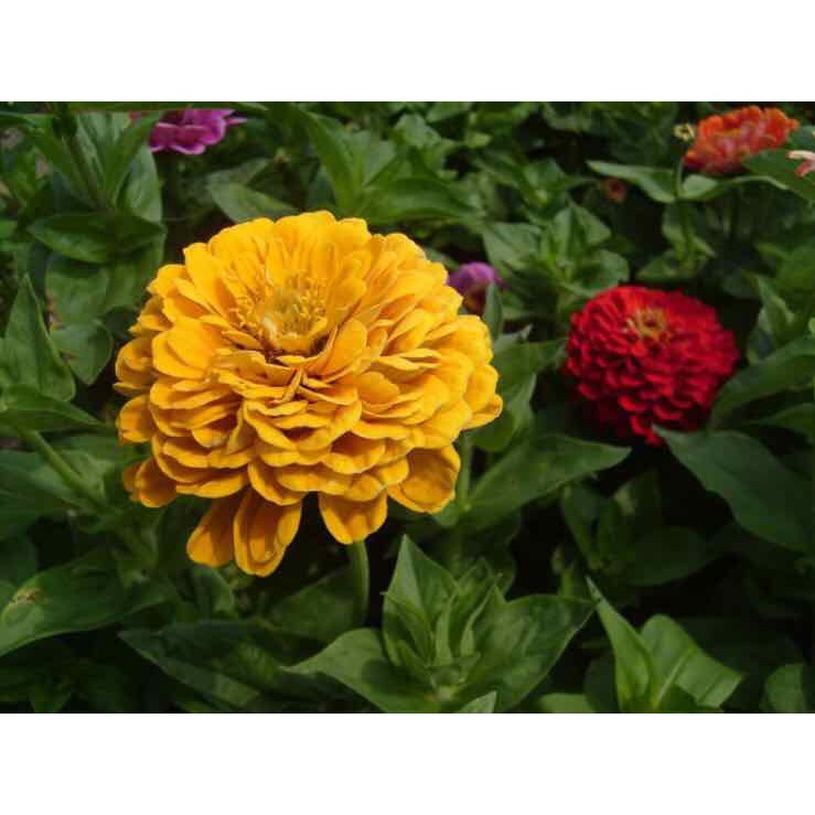 Hạt giống HOA CÚC CALI nhiều màu - Gói 1 gram