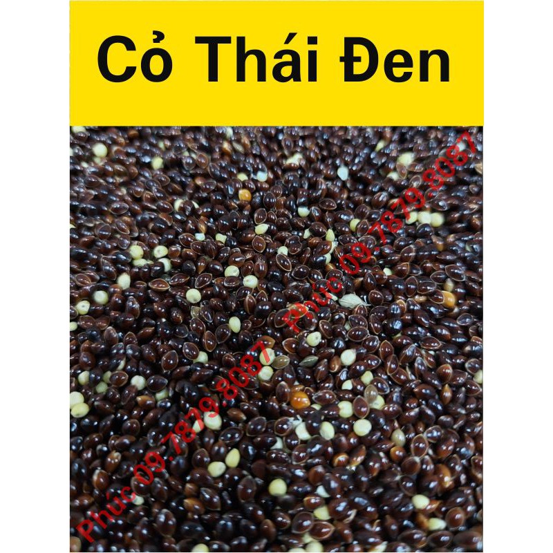 Cỏ thái đen