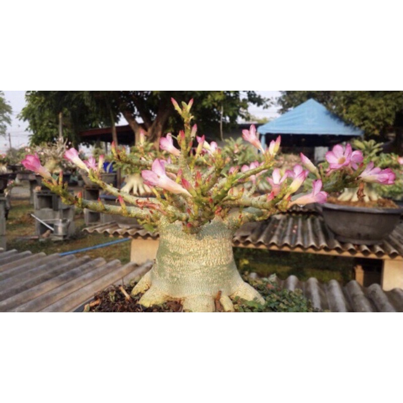 sứ kim tử tháp hơn 5 năm tuổi (gửi cây như hình7)