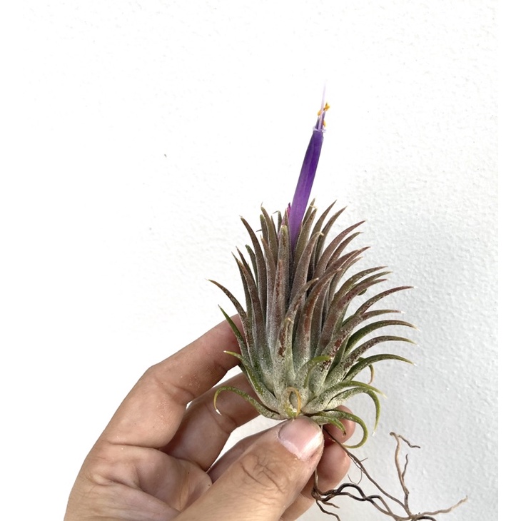 cây không khí Tillandsia  Bravo