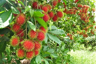 Cây giống chôm chôm nhãn siêu ngon siêu quả