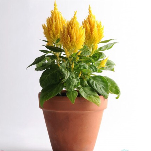 Hạt giống hoa mào gà đuôi phụng vàng- gói 0,3gr