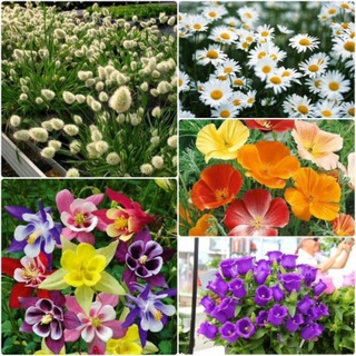 Hạt giống hoa các loại