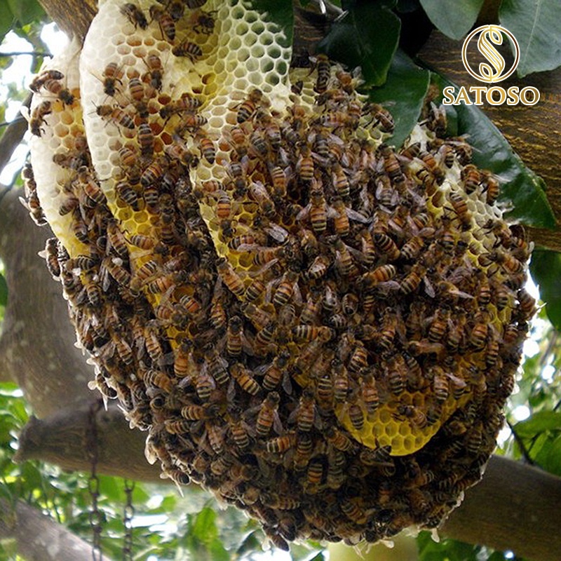 Mật ong ruồi nguyên chất SATOSO tốt cho sức khỏe SA132
