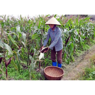 NGÔ NẾP TÍM THÁI LAN 60k (300g)