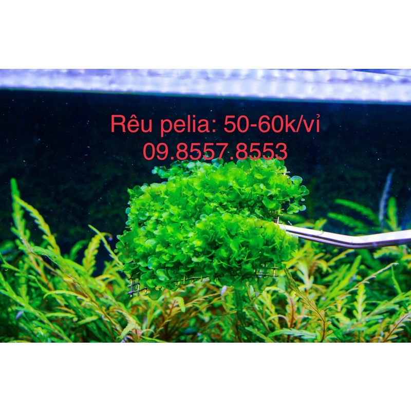 Rêu pelia lá nước