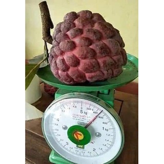 CÂY GIỐNG NA ÚC QUẢ ĐỎ (CÂY GHÉP CHO TRÁI SIÊU SỚM)
