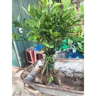 Cây Giống Chanh Giấy siêu sớm (CHO TRÁI SIÊU SỚM)