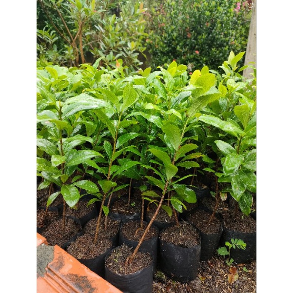 Combo 5 cây mai tứ quý