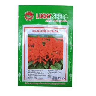 Hạt giống hao xác pháo đỏ