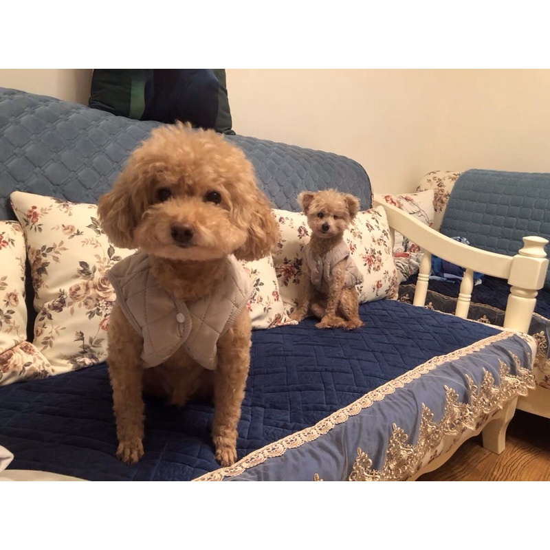 Áo gile trần bông lót lông cho thú cưng hình gấu