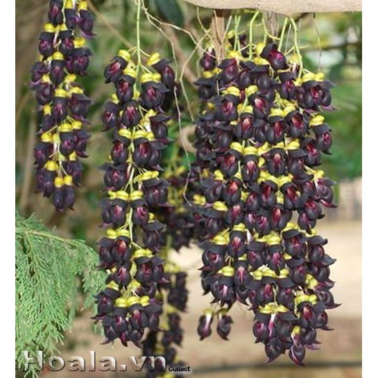 Hoa leo Huyết long 5 hạt