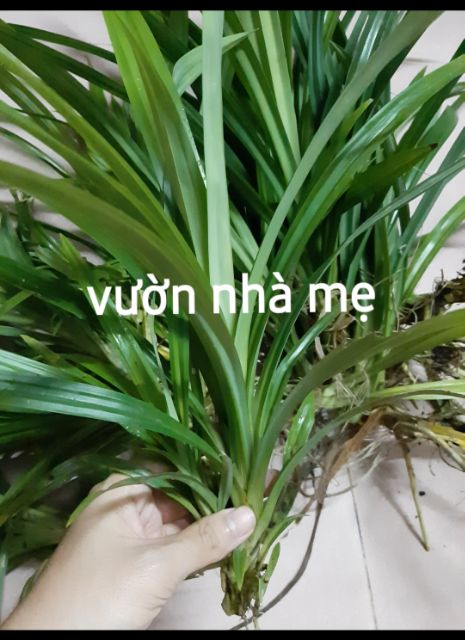 Cây lá dứa  link rễ trần