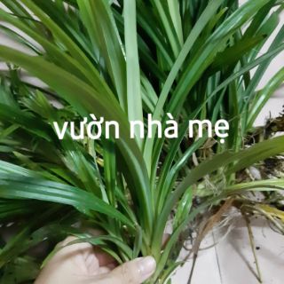 combo 5 cây lá dứa ( lá nếp ) link rễ trần