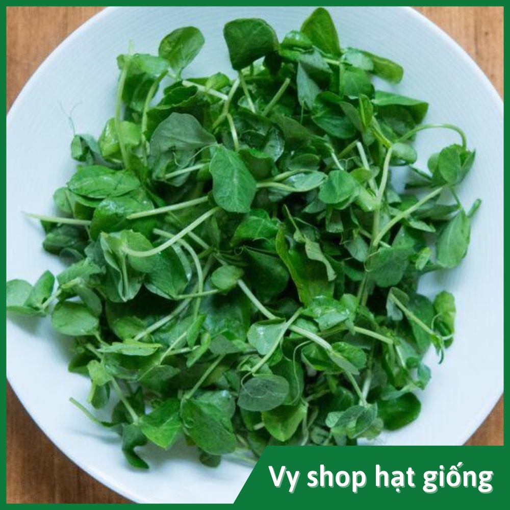 Hạt giống rau mầm đậu Hà Lan thân bụi Thái Lan gói 60 hạt