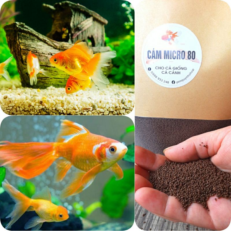 Cám Micro 80 cho cá Vàng, Guppy, Betta| Túi 0.5Kg