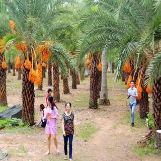 Chà là trung đông nuôi cấy mô - CLCĐ