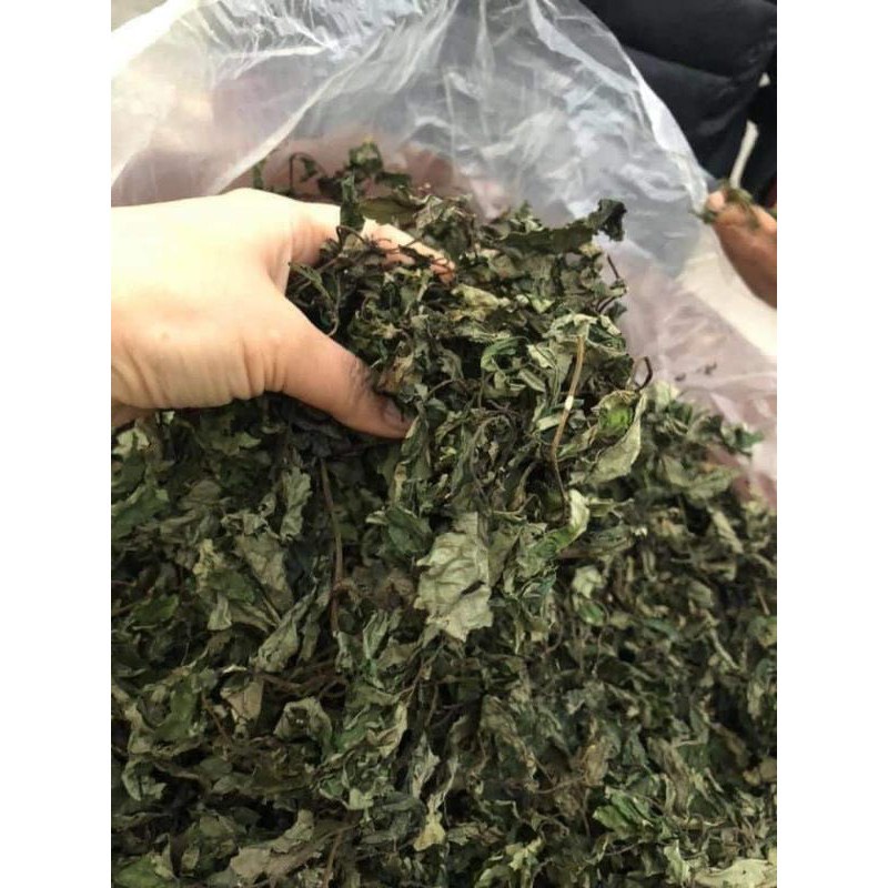Lá Cơm kìa, Lá dạ dày, Lá đắng, Lá rau rừng khô xanh mướt đẹp