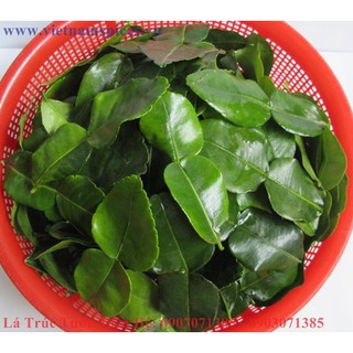 Lá Trúc khô (lá chanh thái) 100gram