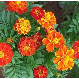 Gói 1000 hạt giống Vạn Thọ Pháp