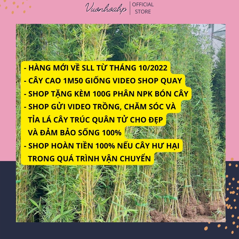 Cây trúc quân tử , cao 1,3 mét, shop tặng kèm 100g phân hữu cơ cho cây nhanh lớn, lỗi 1 đổi 1