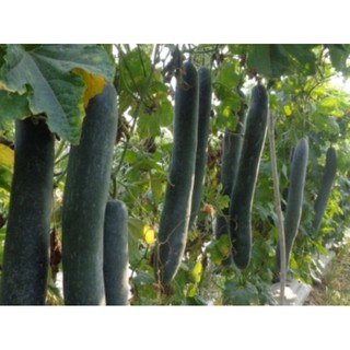 hạt giống bí đao xanh quả dài  ( bí sặt ) 20 hạt