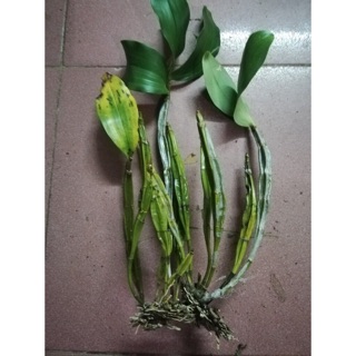 Cây hoa lan rừng kiều vuông