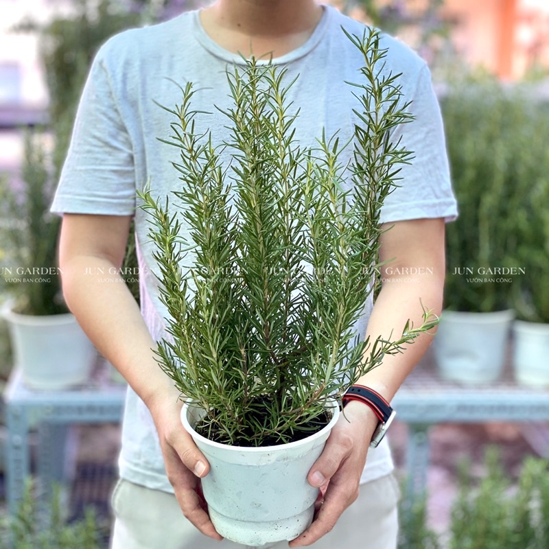 Chậu Hương Thảo Tươi Rosemary JUN GARDEN size trung