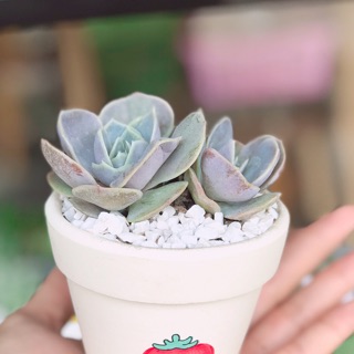 combo 10 chậu đất nung trắng nâu size 7cm