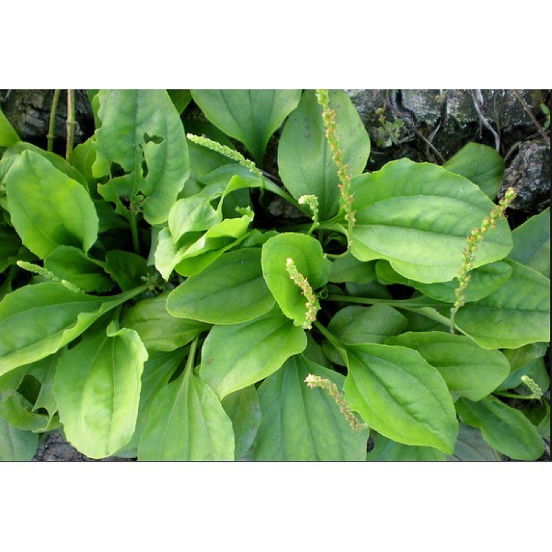 1kg cây bông mã đề tươi khách đặt mới nhổ